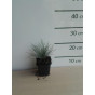 Festuca glauca Elijah Blue - Blauw schapengras