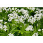 Galium odoratum -Lieve vrouwe bedstro