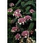 Hydrangea aspera Macrophylla - Fluweelhortensia