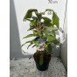 Hydrangea aspera Macrophylla - Fluweelhortensia
