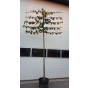 Tilia europea Pallida - Leilinde