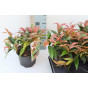 Druifheide - Leucothoe keiskei 'Royal Ruby'