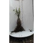 Ligustrum vulgare | Liguster | Kale wortel