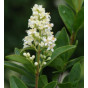 Ligustrum vulgare Lodense - Liguster