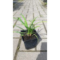 Liriope muscari Ingwersen - Leliegras