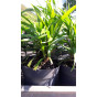 Liriope muscari Ingwersen - Leliegras