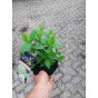Hydrangea pan. Little Lime - Pluimhortensia