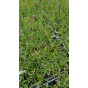 Verbena bonariensis Lollipop - Ijzerhard