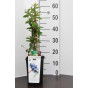 Lonicera c. Borealis - Honingbes
