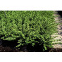 Lonicera nit. Hohenheim Findling | Struikkamperfoelie