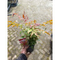 Nandina domestica Firepower | Hemelse Bamboe