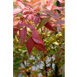 Nandina domestica Firepower | Hemelse Bamboe