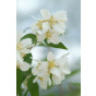 Philadelphus coronarius - Boerenjasmijn