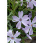 Phlox (S) Emerald Cushion Blue - Vlambloem