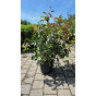 Photinia fraseri Red Robin - Glansmispel