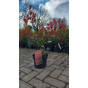 Photinia fraseri Red Robin - Glansmispel
