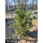 Pinus sylvestris - Grove den