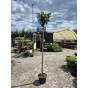 Prunus laur. Etna - Laurier op stam
