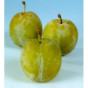 Prunus d. Reine Claude d'Oullins - Witte eierpruim