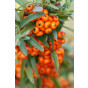 Pyracantha Orange Glow - Rode vuurdoorn