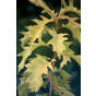 Quercus rubra - Amerikaanse eik - boom
