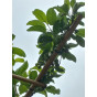 Malus Red Sentinel - Leivorm - boom