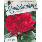 Rhododendron 'Lord Roberts'