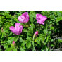 Rosa rugosa - Bottelroos