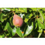 Pyrus c. Rote Williams Handpeer