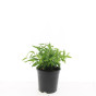 Spiraea japonica Albiflora- Spierstruik - Spirea