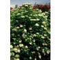 Spiraea japonica Albiflora- Spierstruik - Spirea