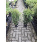 Thuja occidentalis Brabant - Levensboom