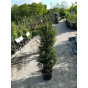 Thuja occidentalis Brabant - Levensboom