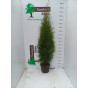 Thuja occidentalis Brabant - Levensboom