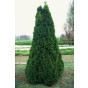 Thuja occidentalis Smaragd