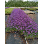 Verbena bonariensis Lollipop - Ijzerhard