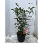 Sneeuwbal - Viburnum bodnantense Dawn