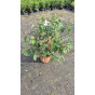 Viburnum plic. Kilimanjaro - Sneeuwbal