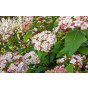 Viburnum tinus Eve Price