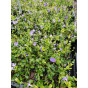 Vinca minor - Maagdenpalm