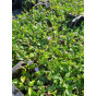Vinca minor - Maagdenpalm