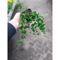 Vinca minor - Maagdenpalm