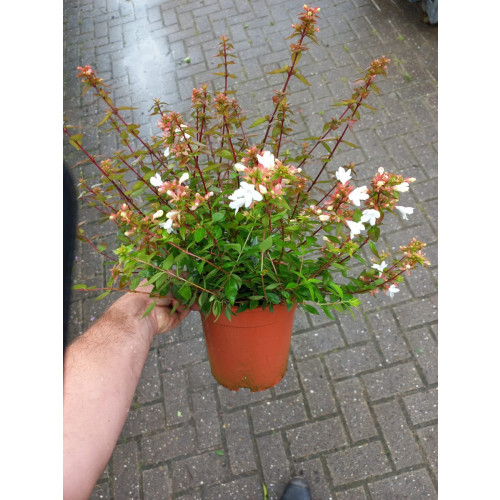 Abelia grandiflora