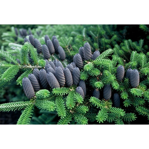 Abies koreana - Koreaanse zilverspar