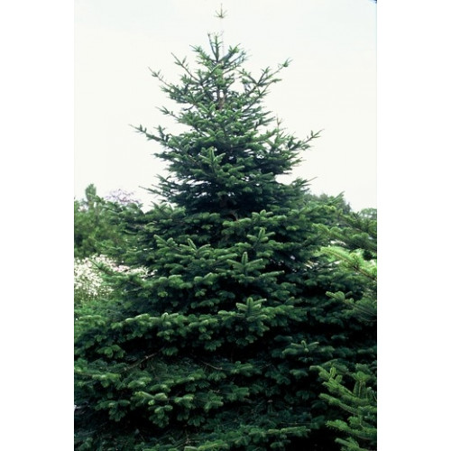 Abies nordmanniana - Nordmann spar