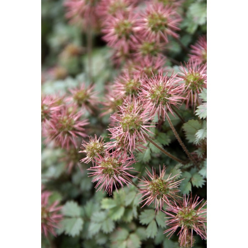 Acaena microphylla - Stekelnootje