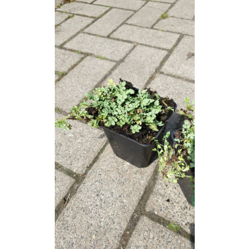 Acaena microphylla - Stekelnootje
