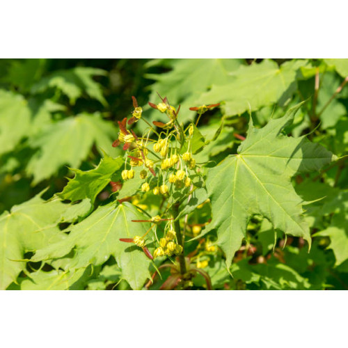 Acer campestre 'Huiber's Elegant' - Spaanse aak - boom