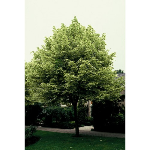 Acer platanoides 'Drummondii - Noorse esdoorn - boom