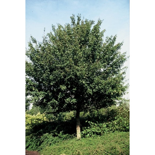 Acer campestre 'Elsrijk' - Veldesdoorn - boom